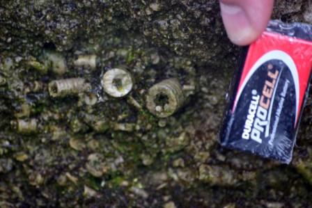 Crinoids in limestone exposure Crinoids in limestone exposure