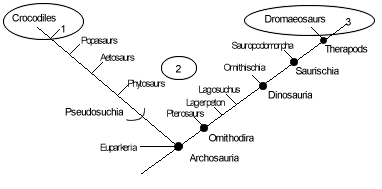 Possible systematic positions of birds