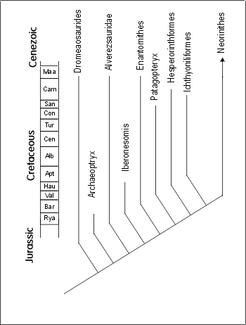 Bird cladogram