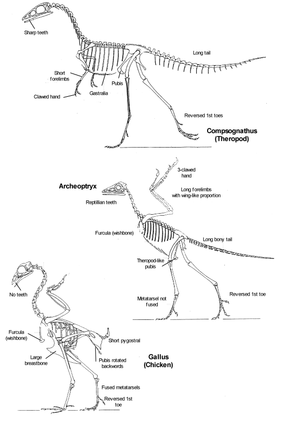 Compairson of bird, velocirapter and archeoptryx