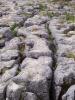 Limestone Paving