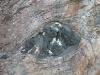 Amphibolite pod in Lewisian gneiss