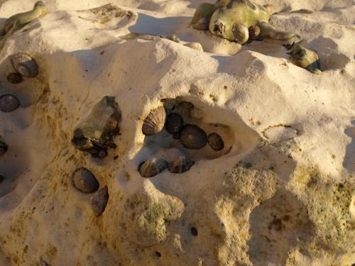 Bioerosion of chalk