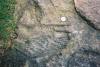 Carboniferous plants