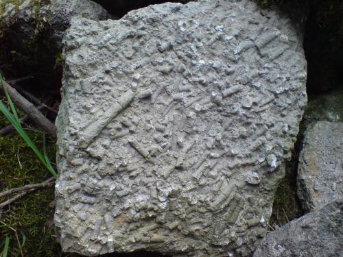 Clitheroe crinoids