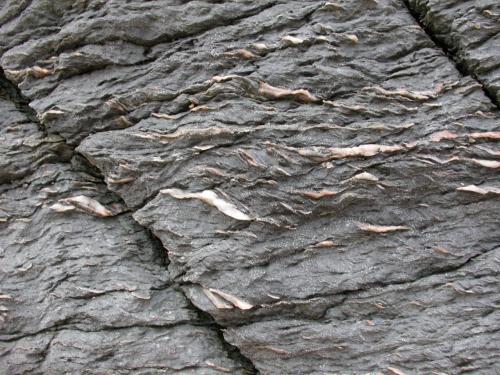 Oyster shell myelonitic phyllonite
