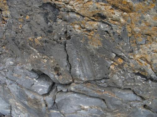 Slickensides on the  Howick Fault. Northumberland UK