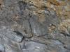 Slickensides on the  Howick Fault. Northumberland UK