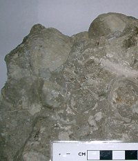 Limestone with abundant fossils