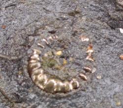 Pyritised ammonite. About 2cm diameter. Pyritised ammonite. About 2cm diameter.
