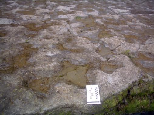 Storm deposit bed Storm deposit bed