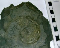 Mudstone (shale) with ammonite
