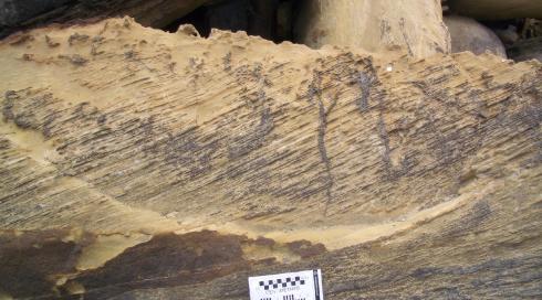 Cross bedding with roots