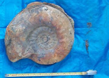 Example ammonite Example ammonite