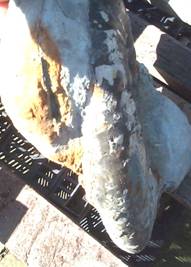 Ammonite Ammonite