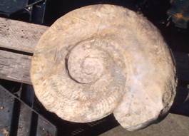 Ammonite Ammonite