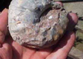 Ammonite