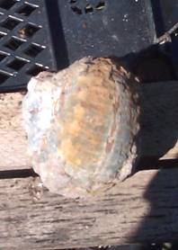 Ammonite Ammonite