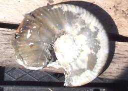 Ammonite Ammonite