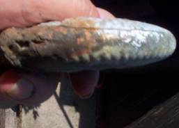 Ammonite Ammonite