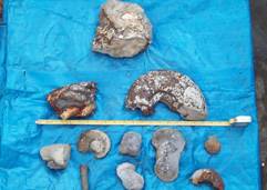 Misc. fossils Misc. fossils