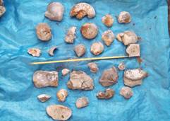 Misc. fossils Misc. fossils