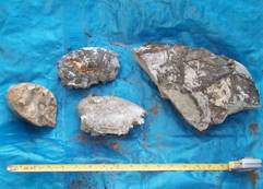 Misc. fossils Misc. fossils