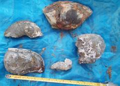 Misc. fossils