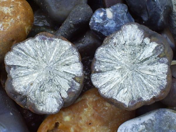 A freshly cutten piece of marcasite. A freshly cutten piece of marcasite.